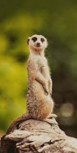 What Is Unique About A Meerkat Nature Animals Animals Wild Animals Beautiful
