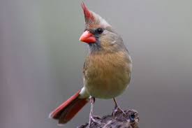 Pictures Of State Birds