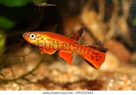 Image result for Viscum congolense