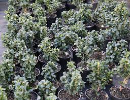 Image result for Lythrum rotundifolium