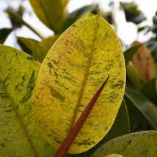 Image result for Ficus muelleriana