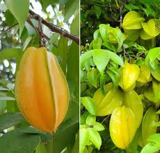 Maybe you would like to learn more about one of these? Growing Carambola In Containers From Seed Cuttings Gardening Tips