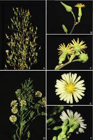 Image result for Lactuca indica