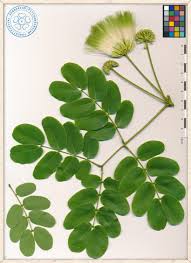 Image result for Albizia lebbeck