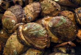 Abalone differs from similar species. The Coastside S Best Kept Secret Is An Abalone Farm With A Seafood Market And A View By Elena Kadvany The Six Fifty
