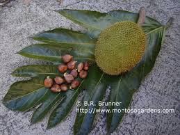 Image result for Artocarpus