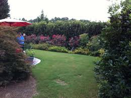 Is your eye drawn instinctively towards the front door area? A Small Private Back Yard With Tea Olive And Roses Johntheplantman Gardening