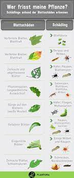 Im allgemeinen bezeichnet man tiere, insbesondere insekten, als schädlinge. Pin Auf Garten
