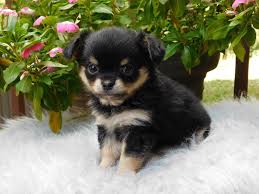 Your chihuahua puppy will act like they're the royalty of the castle. Chihuahua Puppies Preciouspaws Kennels