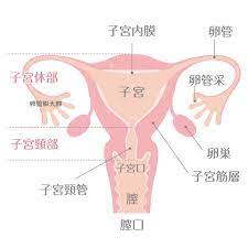 女性のオーガズムのヒクヒクはなぜあるか？ - 富士高原 - Medium