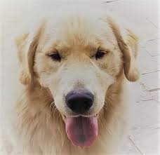 Find puppies near you by searching by breed, state, and city. Golden Retriever Dogs In Utah County Ut Golden Havoc Kennels
