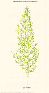 Image result for Polyphlebium