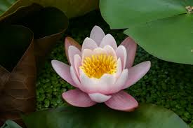 Image result for Nymphaea divaricata