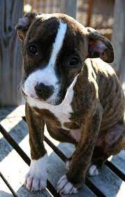 I Pitbulls Pitbull Terrier American Pitbull Terrier Baby Dogs