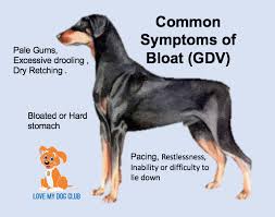 Love My Dog Club - Wzdęcie znane również jako rozszerzenie-skręt żołądka...