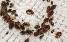 Check spelling or type a new query. Bed Bugs Infestation L Wipeout Pest Control Services