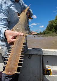 Image result for Pavetta hymenophylla