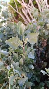 Image result for Atriplex halimus