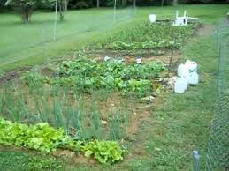 1 rabbit zum kleinen preis hier bestellen. How I Built My Garden Rabbit Fence With Inexpensive Poultry Fence Chicken Wire Youtube