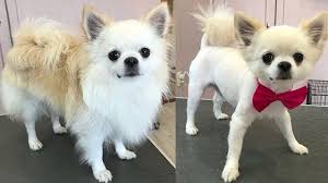 10 Best Long Haired Chihuahua Haircuts The Paws In 2020 Chihuahua Long Haired Chihuahua Dog Grooming Styles