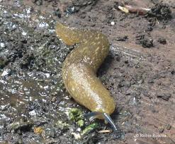 Slug Taxonomy