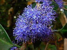 Image result for Memecylon myrianthum