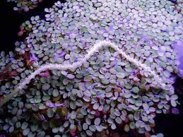 Maybe you would like to learn more about one of these? Aponogeton Crispus Is Flowering Adive On Care Uk Aquatic Plant Society