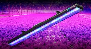 We did not find results for: Led Uv Grow Lights Best Led Grow Lights Grow Lights Led Grow Lights