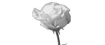 Black And White Flower Background Transparent Https Encrypted Tbn0 Gstatic Com Images Q Tbn 3aand9gctpxd9llckw7xql Ywpwz7ymy3gpcde8utyng Usqp Cau