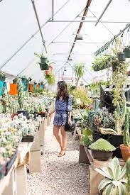 The varieties for sale in nurseries often are not native north american species. 8 Local Plant Shops To Buy Succulents In Austin A Taste Of Koko