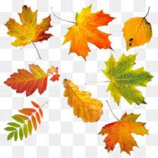 Autumn Leaves Png Autumn Leaves Transparent Clipart Free Download Download Autumn Hand Painted Autumn Leaves Flores Em Png Flores Png