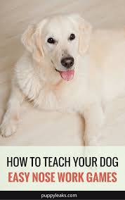 Three Simple Nose Work Games To Play With Your Dog Puppy Leaks Dog Training Obedience Dog Training Nose Work