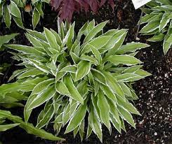 Tolerates morning sun very well. Pin On Landscaping