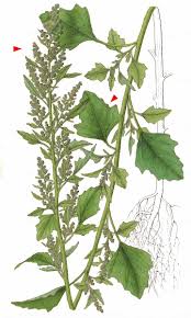 Image result for Chenopodium opulifolium
