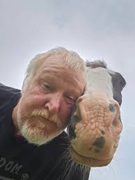 Horses provide emotional support and comfort