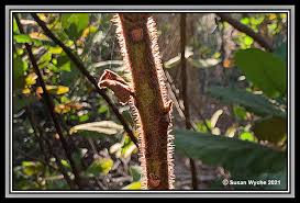 Image result for Wigandia urens