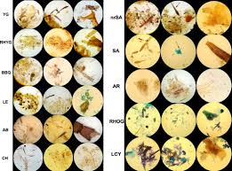 Difahamkan lelaki berusia 66 tahun itu terpaksa menahan kesakitan. Nutrition Of Borneo S Exploding Ants Hymenoptera Formicidae Colobopsis A Preliminary Assessment Davidson 2016 Biotropica Wiley Online Library
