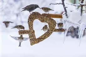 Vous pouvez les aider à survivre en les nourrissant. Installer Une Mangeoire A Oiseaux Comment Nourrir Les Oiseaux En Hiver