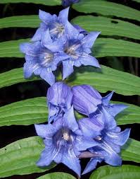 Image result for Gentiana asclepiadea alba