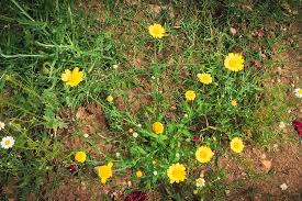 Image result for Glebionis