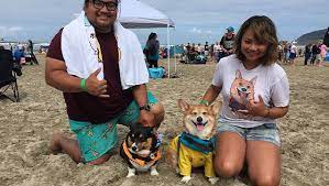Extremely loving with its family, it will love to follow the family around and be involved in your. Crowds Of Corgis Converge On Coast For Canine Celebration