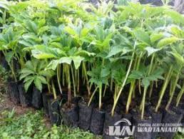 Budidaya porang belakangan ini semakin diminati para petani. Tanam Porang Modal Rp 5 Juta Jadi Rp 35 Juta Dalam 18 Bulan Mau