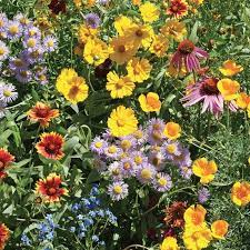 Wildflowers are best because they usually have simple, single. Bee Feed Mix Wildflowers Flowers And Bulbs Veseys