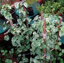 Image result for Telosma