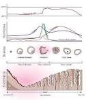 Calendrier dates de r gles et p riode d ovulation