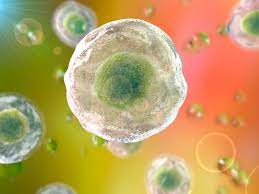 Nucleus definition, structure & function, cellular vs atomic nuclei definition: Cytoplasm Definition And Function