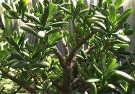 Check spelling or type a new query. Jade Plant Home Garden Information Center