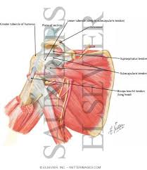Upper limb trauma programme injuries. Shoulder Joint Anterior And Sagittal Views