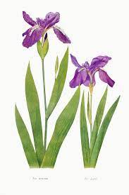 Download Premium Illustration Of Vintage Iris Flower Illustration Template Flower Illustration Iris Flowers Antique Botanical Print