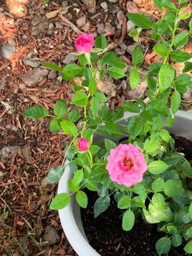 Welcome to my personal growing review of miniature rose 'cutie pie'  (ROP007) available from @farmergracy An utterly adorable miniature rose  that you could squeeze into your garden absolutely anywhere Don't be fooled
